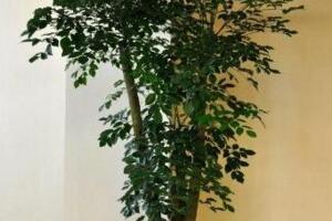 幸福樹葉子卷曲下垂怎么辦，適當(dāng)停止?jié)菜ＷC通風(fēng)