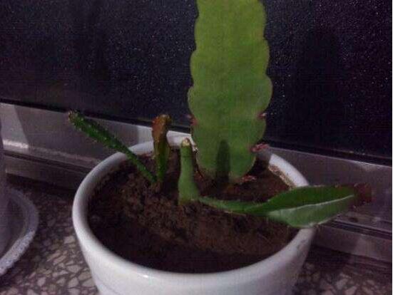 曇花葉插注意事項(xiàng)，只需要注意這五點(diǎn)即可