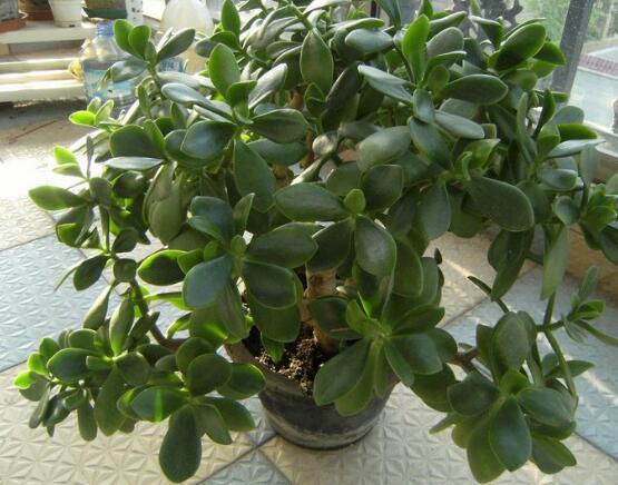 玉樹葉子發(fā)軟怎么辦，三種原因以及解決辦法