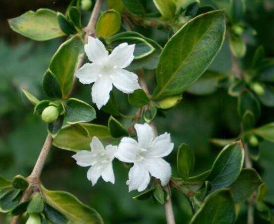 六月雪掉葉子怎么回事，最簡單實(shí)效三種解決辦法