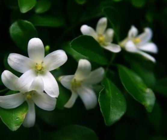 盆栽九里香的養(yǎng)殖方法，老農(nóng)教你七個最實用基本方法