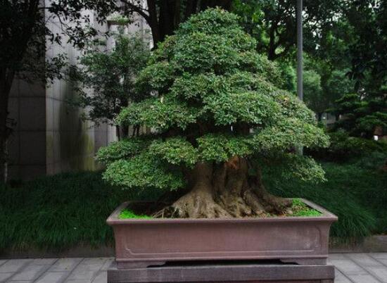 榕樹氣根怎么培養(yǎng)，老農(nóng)總結(jié)最簡(jiǎn)單有效五種方法