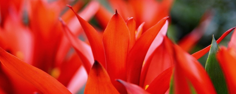 鴻運當頭側枝如何扦插