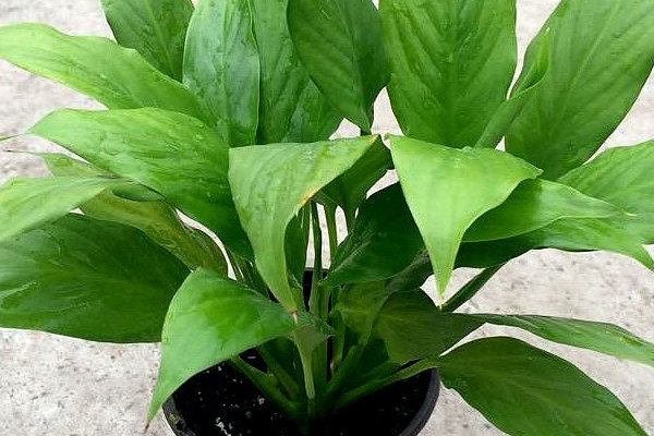 一帆風(fēng)順和白掌有什么區(qū)別