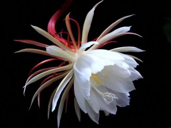 曇花怎么澆水，不同季節(jié)不同澆水量(見干見濕)