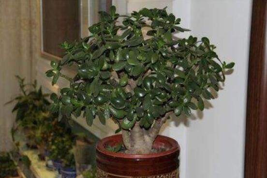 家里養(yǎng)玉樹有什么寓意，家庭和諧、事業(yè)順暢，學(xué)業(yè)有成