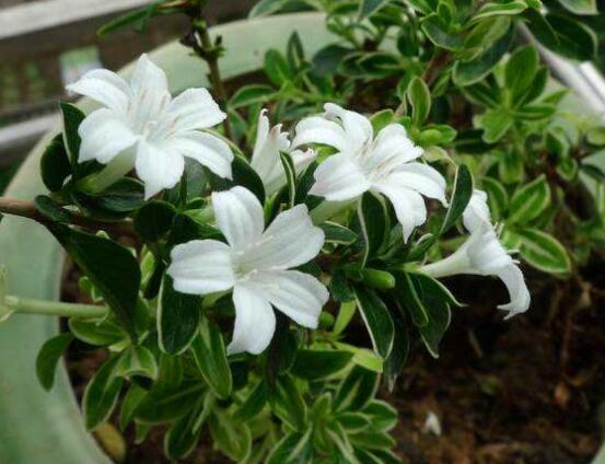 六月雪盆栽的寓意，寓意著守望愛(ài)情、不可缺的配角