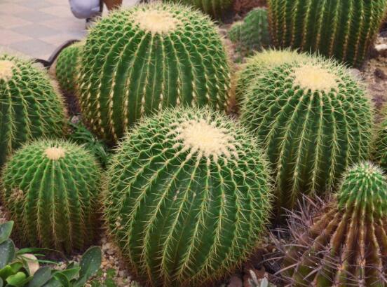 仙人球用什么肥料，鉀、磷肥為主，氮肥為輔