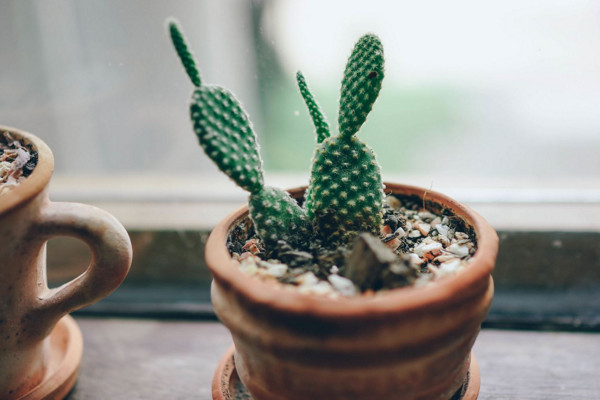 仙人掌適合放哪里，放在陽(yáng)臺(tái)更利于生長(zhǎng)