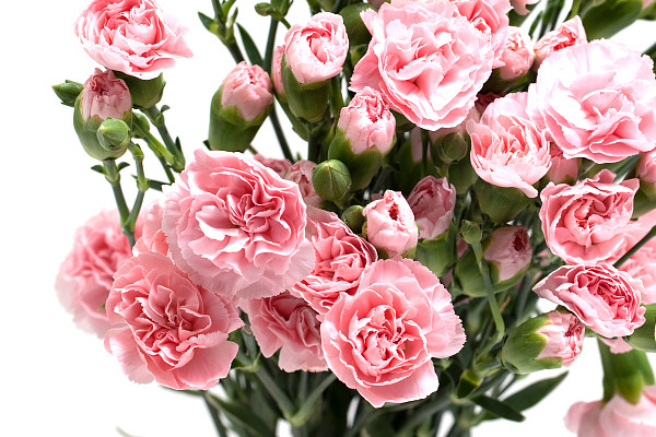 康乃馨送幾朵的含義