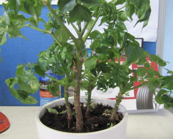 幸福樹(shù)病蟲(chóng)害，盤(pán)點(diǎn)最常見(jiàn)的四種病蟲(chóng)害防治大全