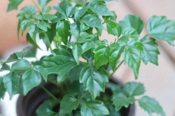 幸福樹(shù)用什么土，用園土、腐殖土和沙子配制