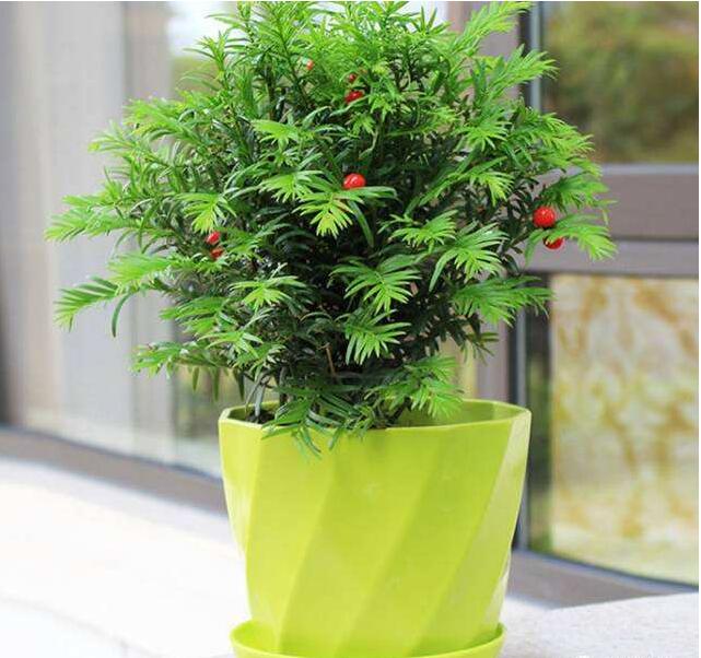 紅豆杉病蟲害的防治方法，莖腐病和白絹病是罪魁禍首