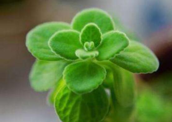 碰碰香爛根處理方法，老農(nóng)總結(jié)兩種最簡單有效措施(輕度與重度)