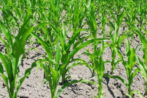 玉米苗根部發(fā)叉怎么辦