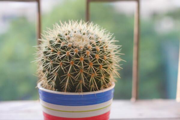 仙人球換盆方法，4步即可完成仙人球的換盆