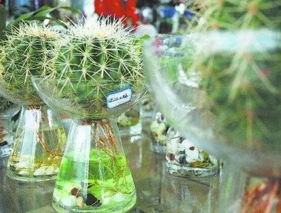 水培仙人球怎么養(yǎng)，教你六個(gè)最好步驟快速生根(7天)