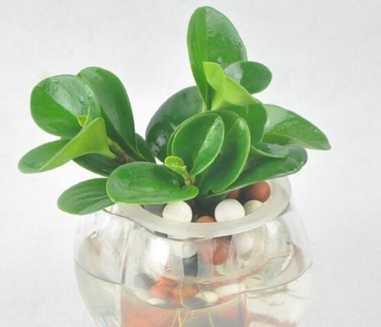 碧玉可以水培嗎，碧玉的水培養(yǎng)殖方法