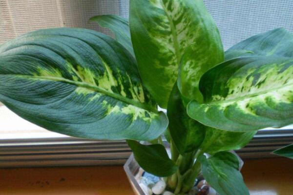 萬(wàn)年青怎么修剪