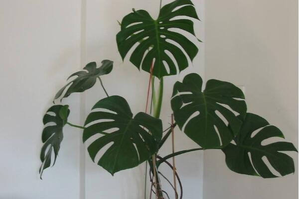 龜背竹禁忌擺放位置，三個(gè)位置不宜擺放