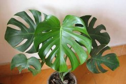 小龜背竹的養(yǎng)殖方法，做好以下五個(gè)要點(diǎn)即可