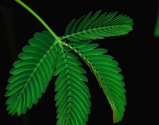 含羞草脫發(fā)能好嗎，能好/注意要有效避免接觸