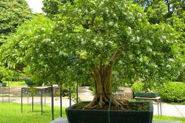 九里香開花時間，在每年的4~8月綻放