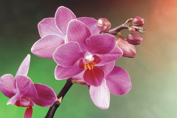 蝴蝶蘭秋季如何養(yǎng)