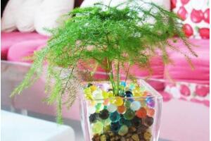 文竹可以水培嗎，可以水培需做好養(yǎng)護(hù)工作