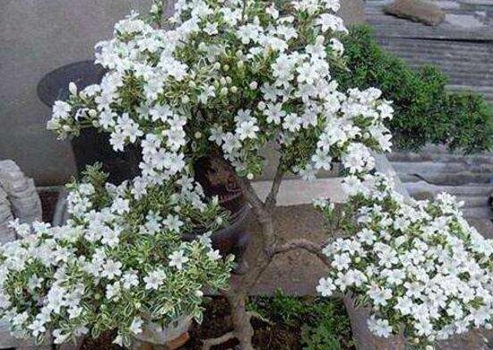 六月雪怎么變粗，做好六點(diǎn)基本方法生長(zhǎng)粗壯