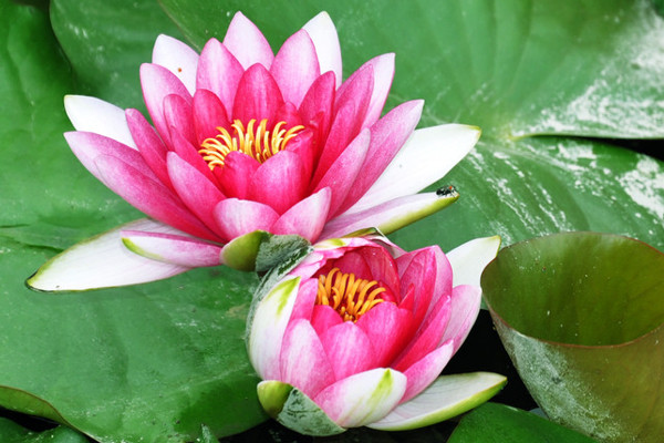 荷花養(yǎng)護應(yīng)該注意什么