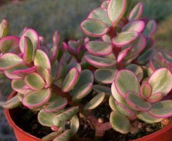 雅樂之舞怎么扦插，春季最佳/剪取生長健壯枝條