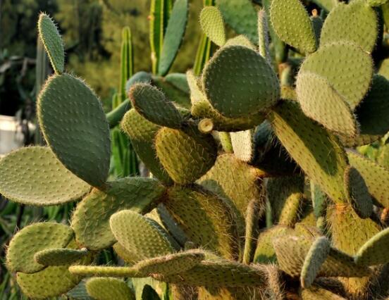 仙人掌沒(méi)根能活嗎，能活/傷口消毒晾干、重新移植上盆