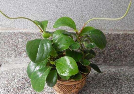 植物碧玉的風(fēng)水作用，舒緩心靈、增強(qiáng)運(yùn)勢