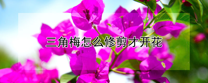 三角梅怎么修剪才開(kāi)花