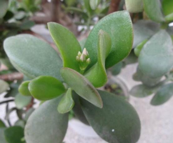 燕子掌炭疽病怎么辦，及時(shí)摘除病葉、噴灑藥物(合適溫度光照)