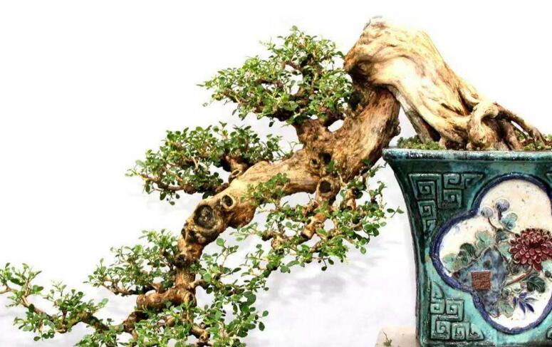 九里香的養(yǎng)殖方法和修剪，光照土壤要嚴(yán)控