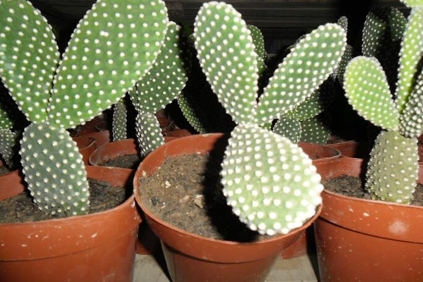 仙人掌枯萎了該怎樣救護(hù)，立即換盆并加強(qiáng)管理