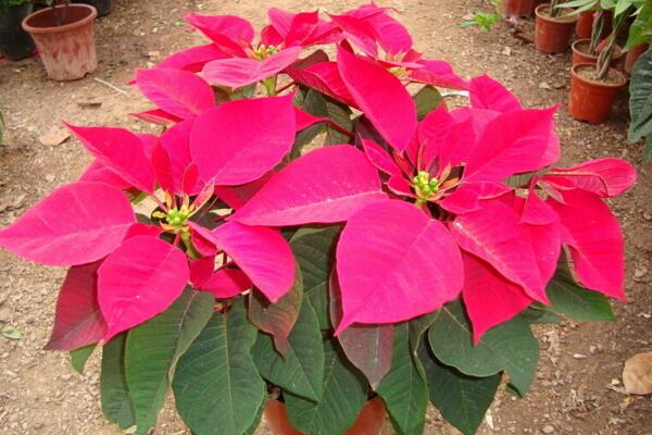 一品紅在室內(nèi)養(yǎng)好不好，不適合放在室內(nèi)（帶有毒性）