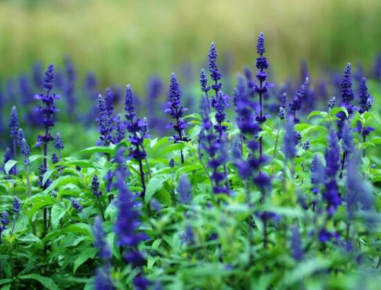 薰衣草花語和寓意，愛情的等待、堅(jiān)定永恒的真愛