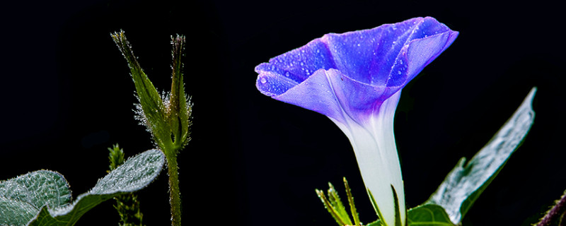 牽牛花枯了怎么辦