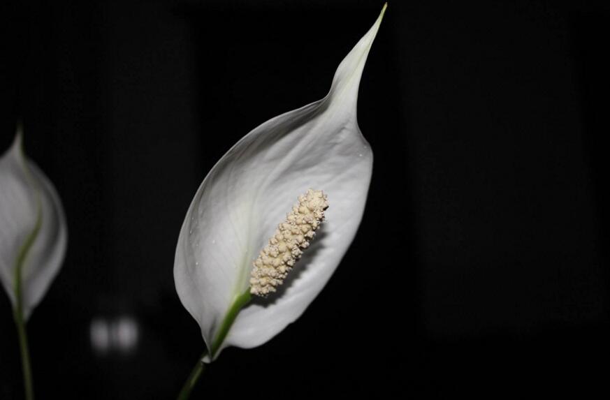 水培一帆風(fēng)順的養(yǎng)殖方法，水質(zhì)的要求最重要