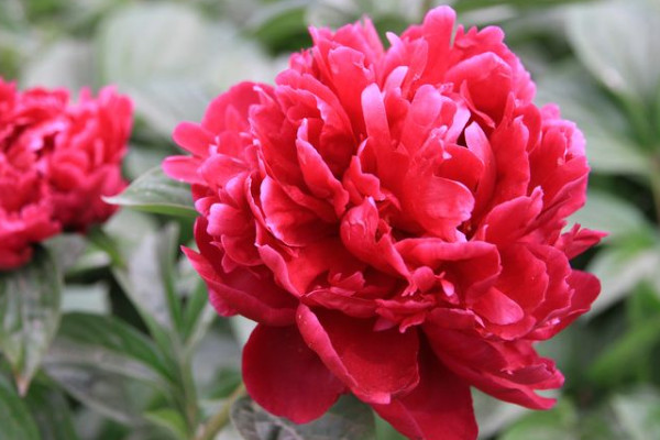 牡丹花養(yǎng)護(hù)管理方法