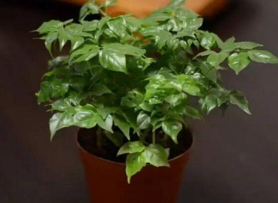 幸福樹(shù)放在哪里好風(fēng)水，盤(pán)點(diǎn)最佳四個(gè)好風(fēng)水位置(客廳/臥室/書(shū)房/陽(yáng)臺(tái))