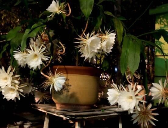 曇花怎么養(yǎng)，注意盆土是關(guān)鍵/肥水要合理