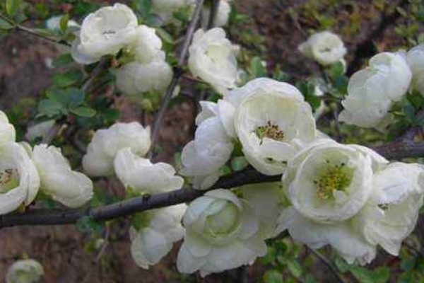 銀長(zhǎng)壽海棠怎么養(yǎng)護(hù)