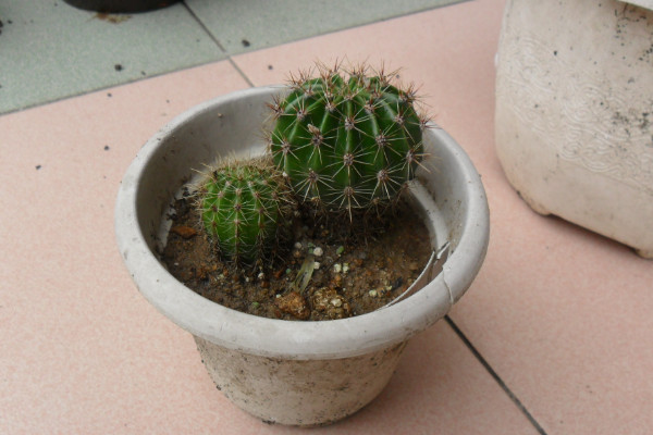 仙人球根部腐爛怎么辦，修剪處理后重新栽植