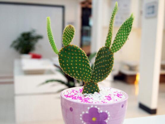 仙人掌沒根能活嗎，能活/傷口消毒晾干、重新移植上盆