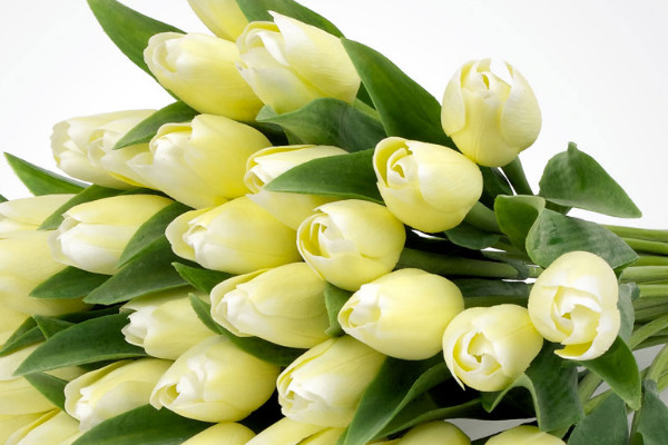 郁金香澆水注意事項(xiàng)