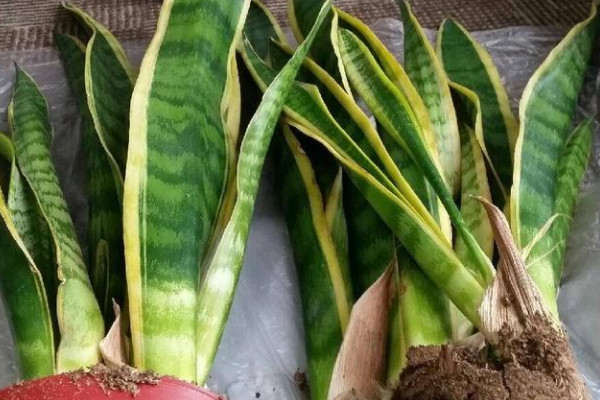 虎耳蘭的養(yǎng)殖方法和注意事項(xiàng)